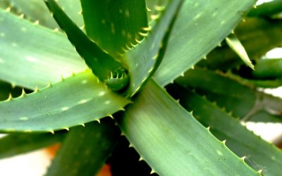 Aloe vera – Several compounds in one measurement!